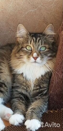 Красотка в поисках дома