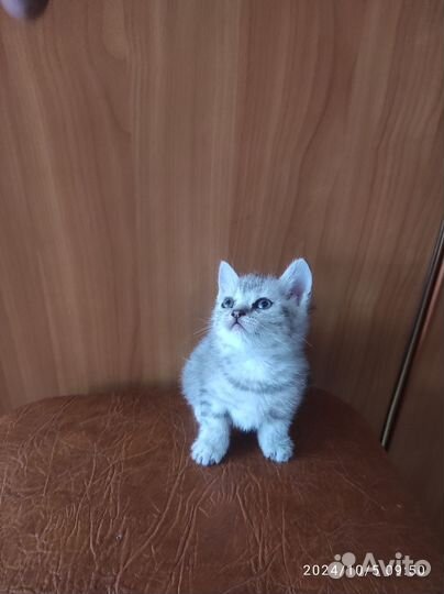 Котята шотландцы