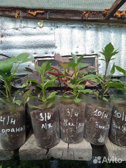 Георгины вегетативные