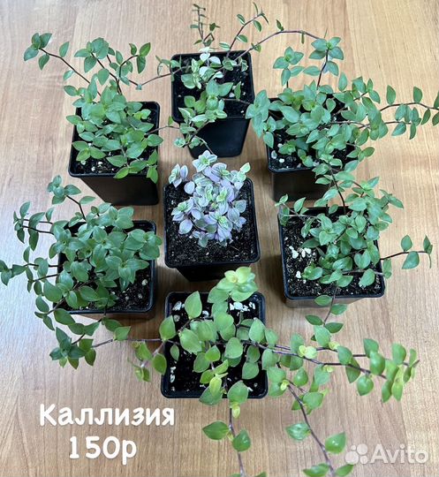 Комнатные растения разные