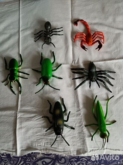 Коллекция насекомых