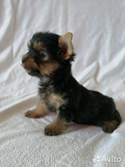 Йоркширский терьер