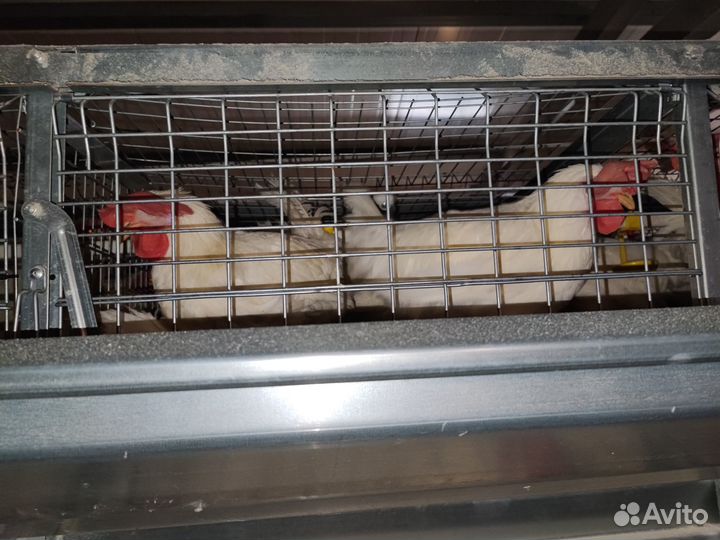 Петушки кросса Ломан белый классик