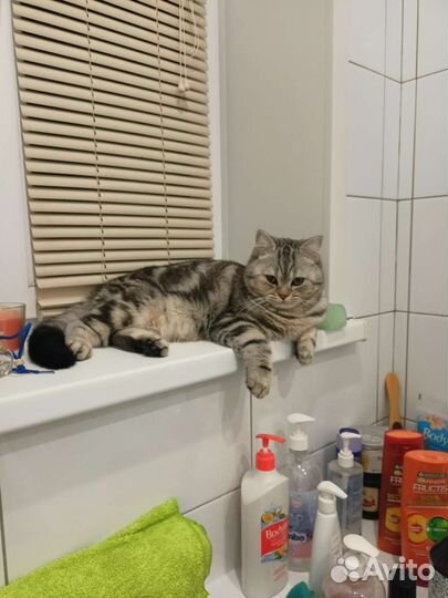 Шотландский кот вязка