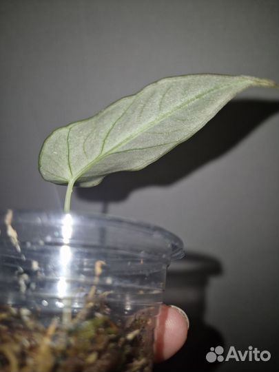 Алоказия блек вельвет детка