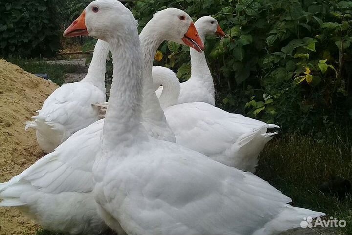 Гуси, 3 несушки