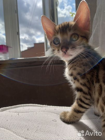 Бенгальские котята