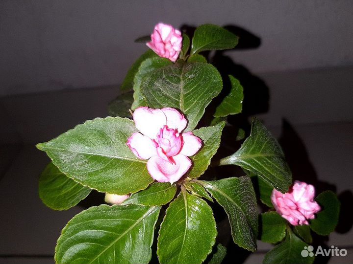 Бальзамин махровый Домашний