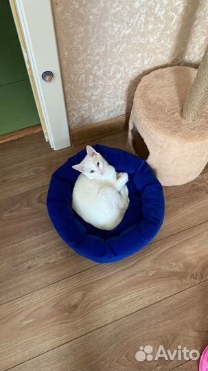 Аренда кошки-блогера