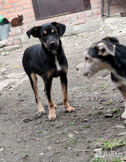 Собака в добрые руки отдам бесплатно