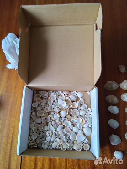 Морские ракушки для творчества или аквариума