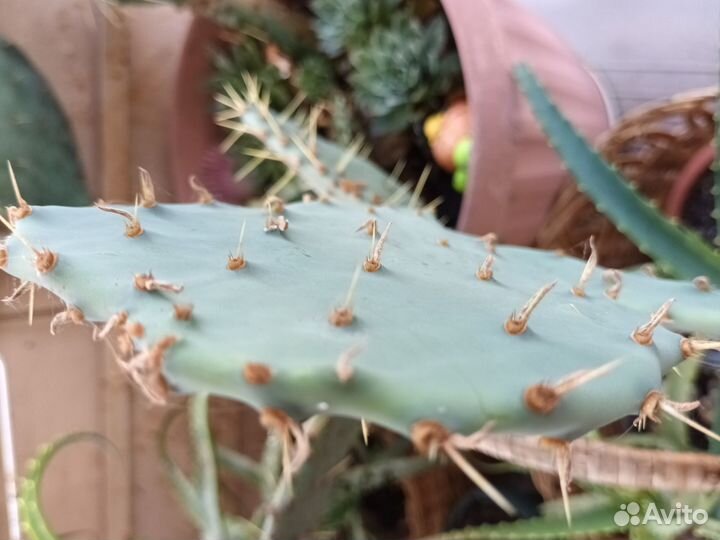 Кактусы и суккуленты(опунция)