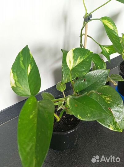 Эпипремнум золотистый