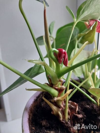 Хлорофитум кудрявый, антуриум