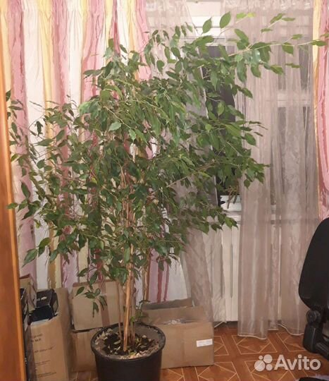Фикус бенджамина большой