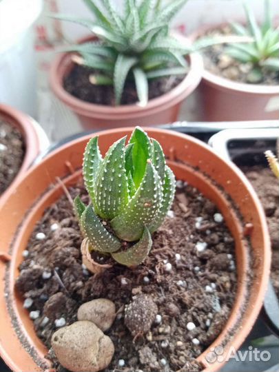 Комнатные растения суккуленты