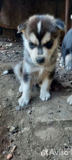 Отдам щенят. Игривые