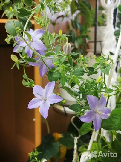 Полянка Кампанул