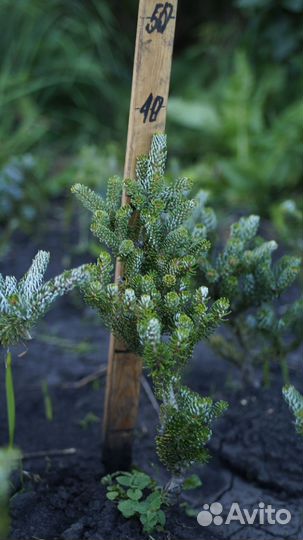 Пихта корейская