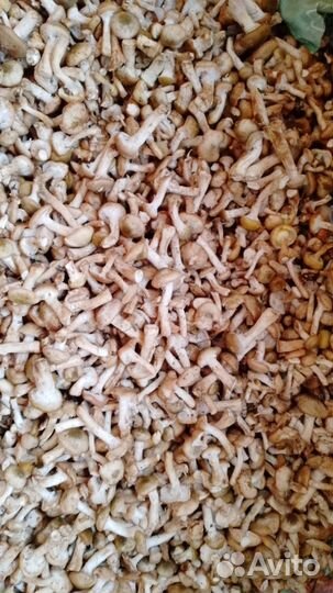 Грибы Опята свежие