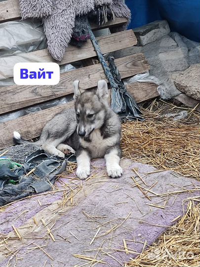Щенки в добрые руки
