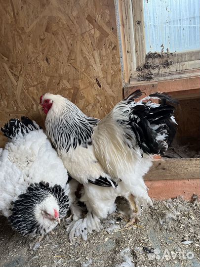 Цыплята разных пород кур. Инкуб яйцо