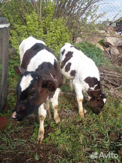 Продам телят