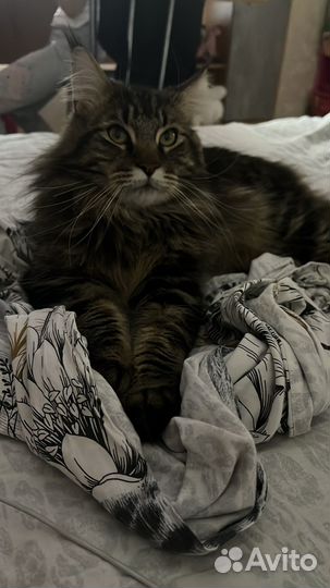 Отдам кота в добрые руки