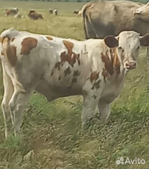 Телята быки на откорм