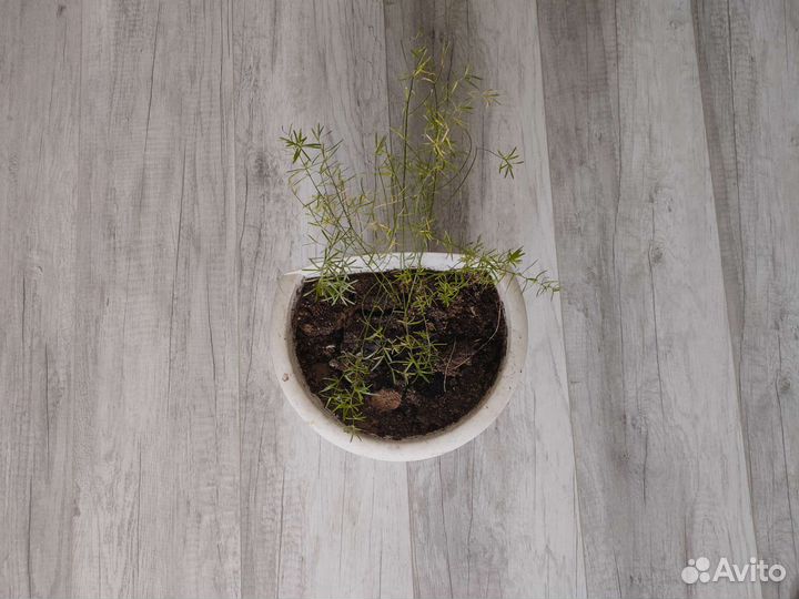 Растение циперус аспарагус