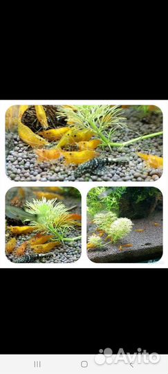 Креветки жёлтые, синие, оранжевые, красные