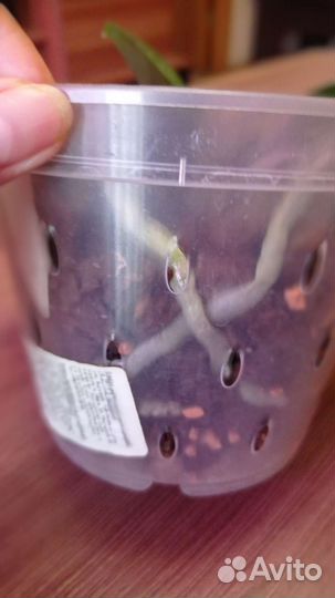 Орхидея фаленопсис Leopard Princess