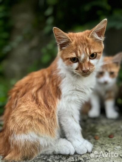 Котята в добрые руки мальчики рыжие