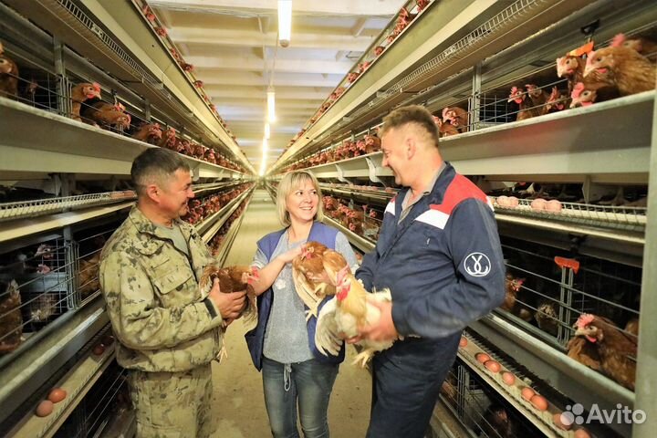 Вахта на птицефабрике: стабильная работа