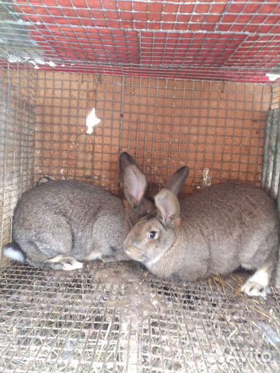 Кролики
