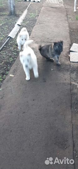 Щенки- Шакша