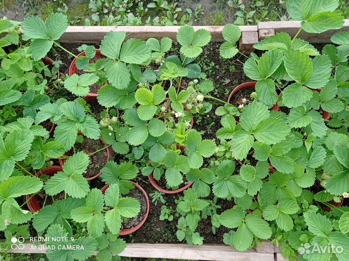 Клубника взрослая в горшках 15 сортов