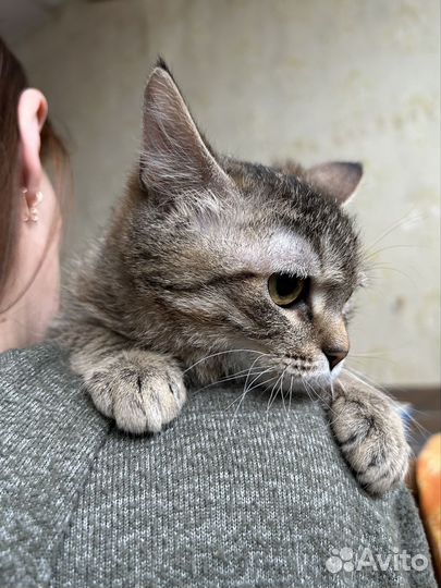 Кошка