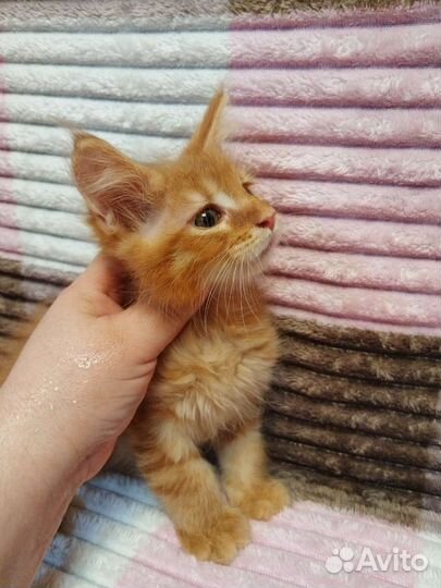 Котята Мейн-Кун