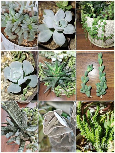 Суккуленты