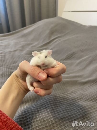 Джунгарский хомяк с клеткой бесплатно