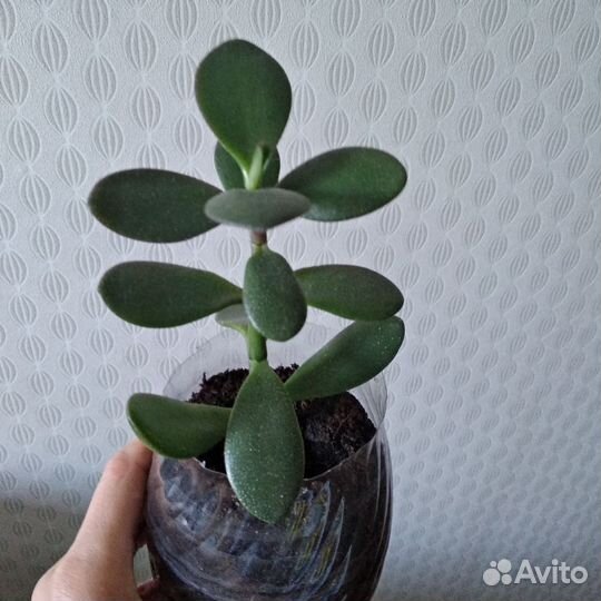 Толстянка денежное дерево