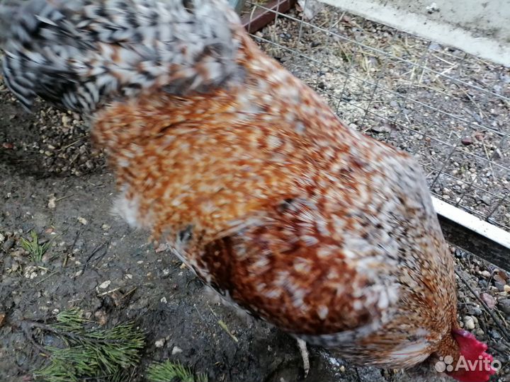 Молодые петухи