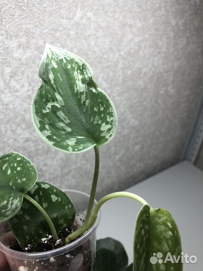 Сциндапсус (Эпипремнум) сильвер энн