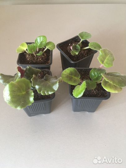 Фиалка сенполия