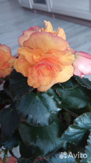 Бегония элатиор трехцветная