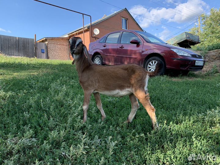 Англо нубийский козлик