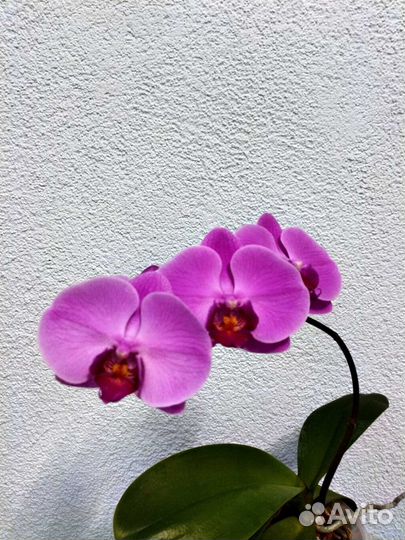 Орхидея фаленопсис детка