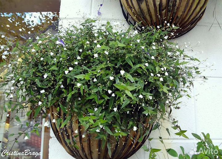 Комнатные растения бесплатно