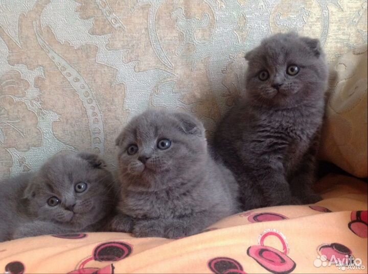 Шотландские клубные котята